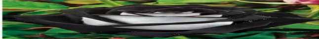 Blackrouse banner